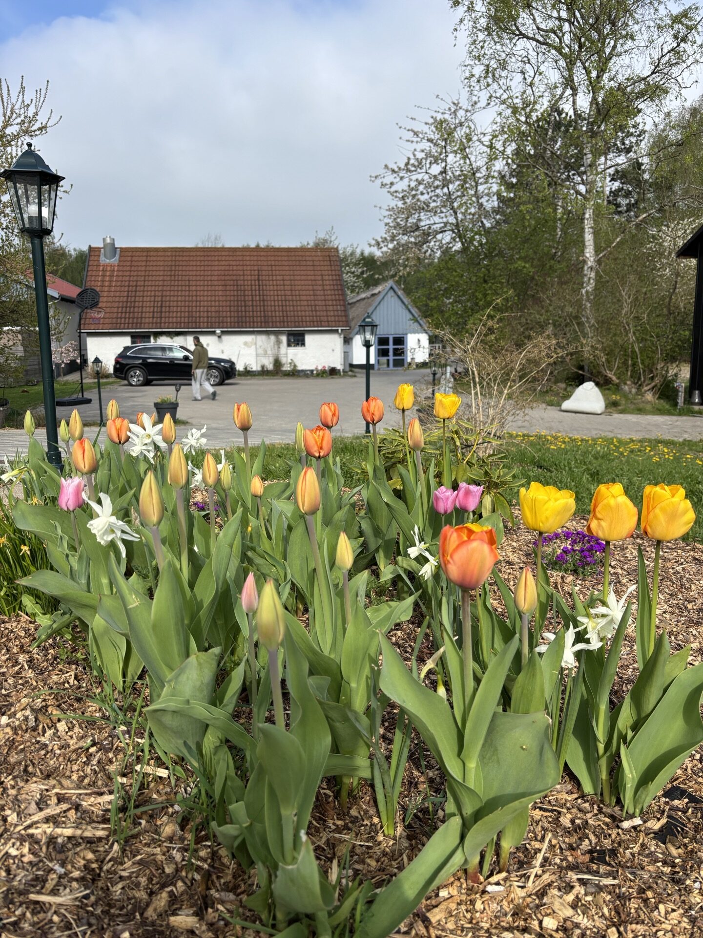 Tulipanbed foran huset med udsigt til gårdsplads og indkørsel