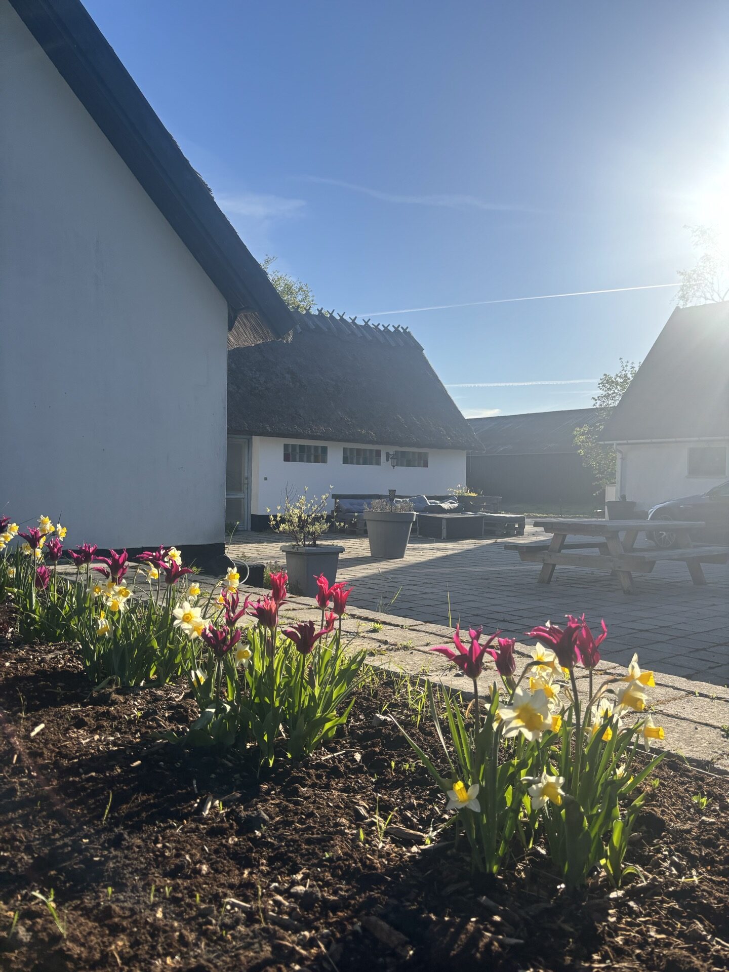 Facaden af huset til leje i Allerød omgivet af blomstrende påskeliljer og tulipaner
